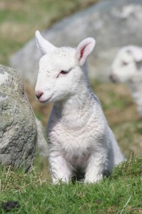 New Born Lamb